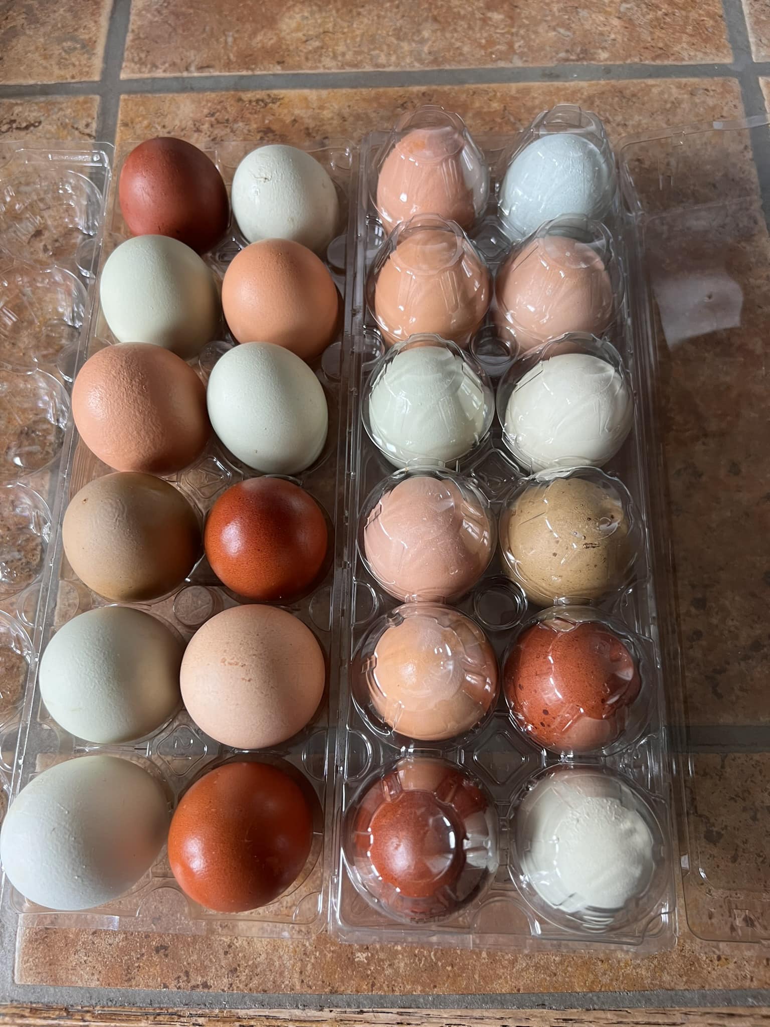 Eggs.jpg
